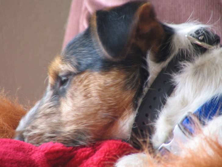 Maverick - Jack Russell Mâle (4 ans)