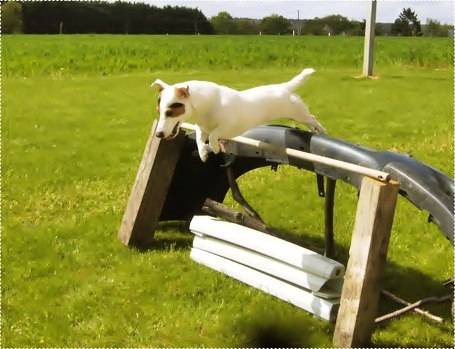 Diksy - Jack Russell Mâle (4 ans)