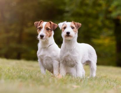 Deux Jack Russells pendant une promenade
