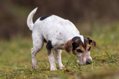 Un Jack Russell en train de suivre une piste dans un champ