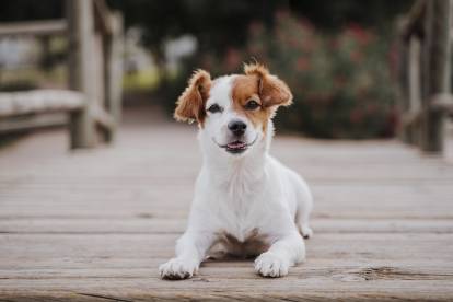 Un beau Jack Russell assis sur un pont en bois