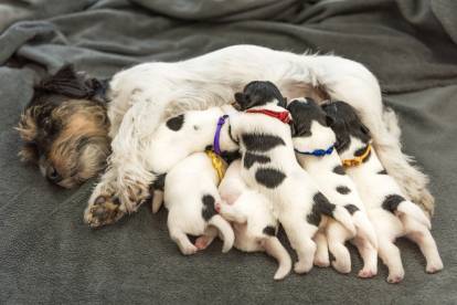Une chienne Jack Russell allaite ses petits