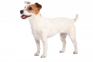 Un Jack Russell sur fond blanc