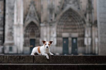 Citations sur le chien et la religion
