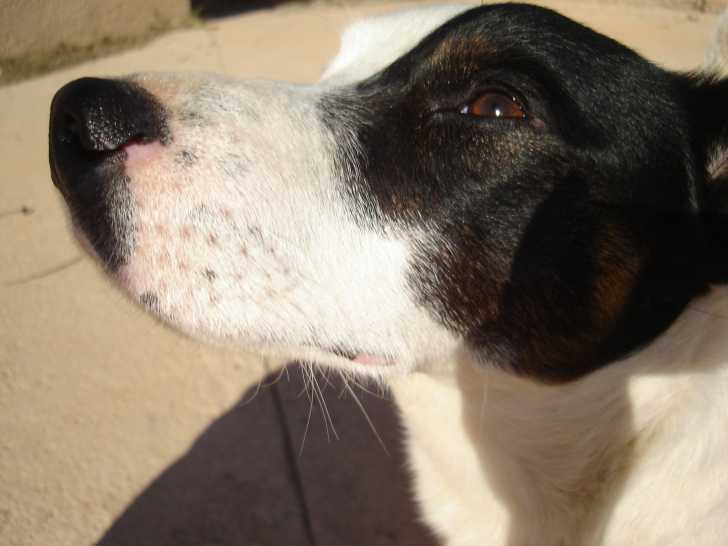 toutou:Milo - Jack Russell Mâle (3 ans)