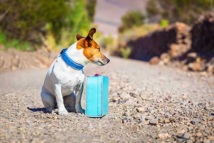 Un Jack Russell assis sur du gravier, à coté d'une petite valise bleue
