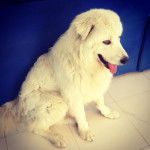 nik - Berger de Maremme-Abruzzes Mâle (3 ans)