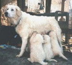 Berger de Maremme-Abruzzes - Berger de Maremme-Abruzzes