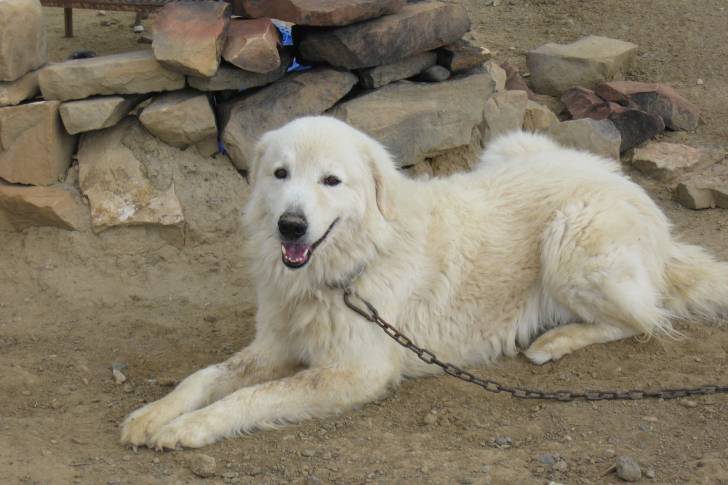 Photo Berger de Maremme-Abruzzes