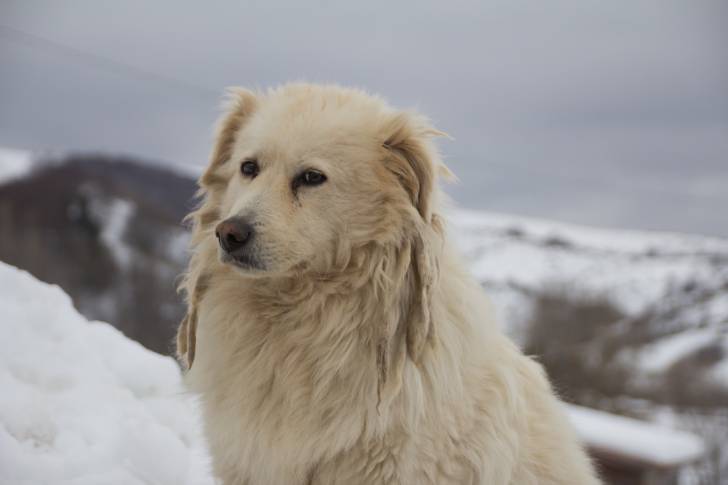 Un Berger des Abruzzes dans la montagne en hiver