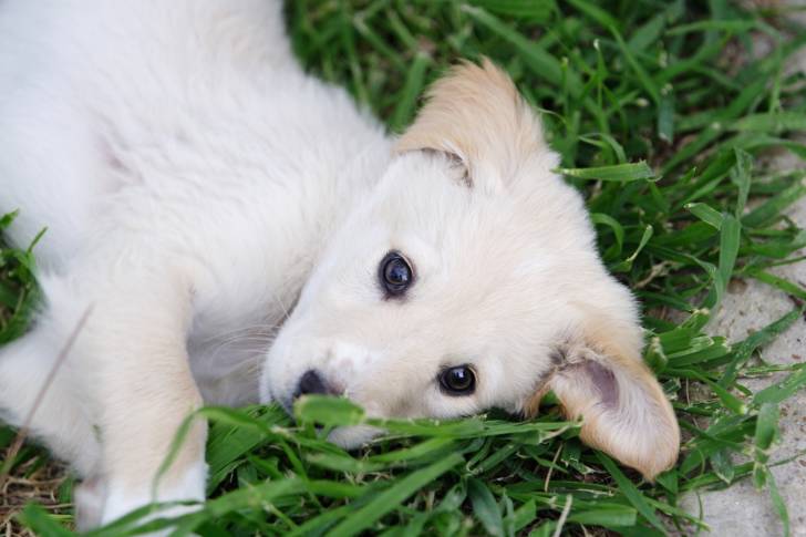 Photo Berger de Maremme-Abruzzes