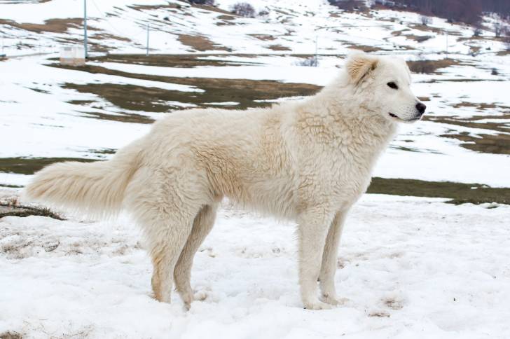 Un Berger des Abruzzes tout blanc debout dans la neige