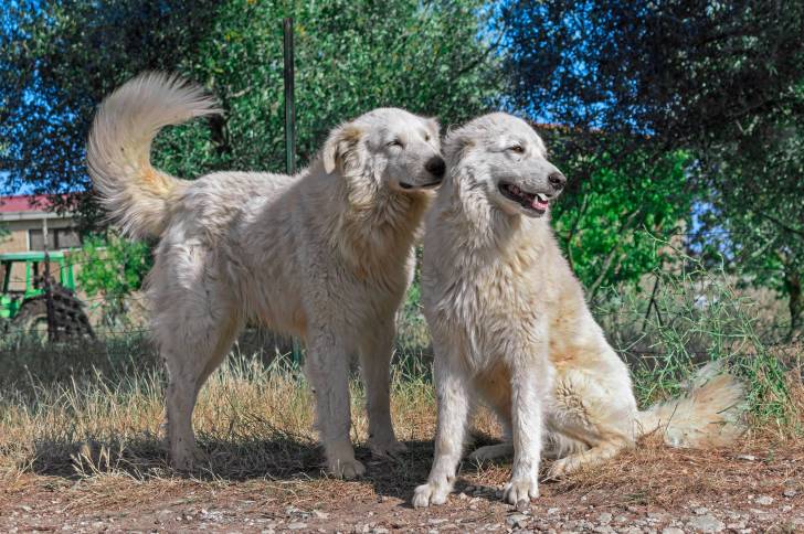 Photo Berger de Maremme-Abruzzes