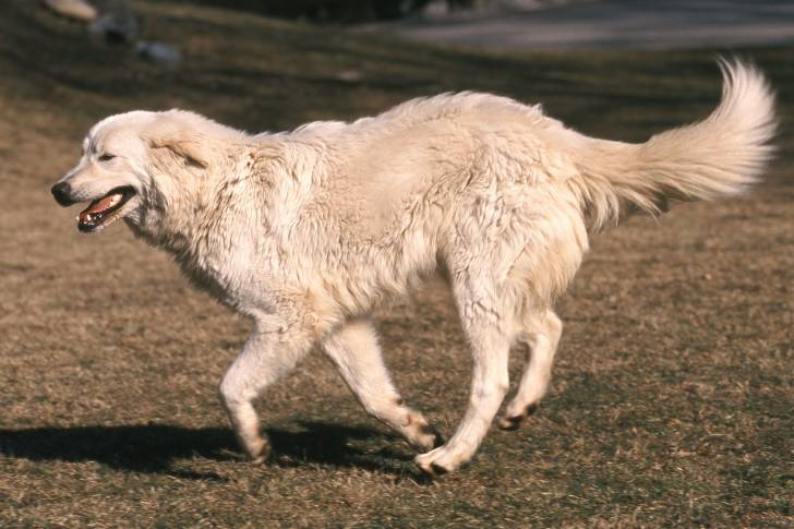 Photo Berger de Maremme-Abruzzes