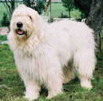 Berger de Russie Méridionale - Berger de Russie Méridionale