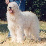 Berger de Russie Méridionale - Berger de Russie Méridionale