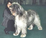 Berger de Russie Méridionale - Berger de Russie Méridionale