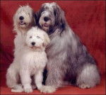 Berger de Russie Méridionale - Berger de Russie Méridionale