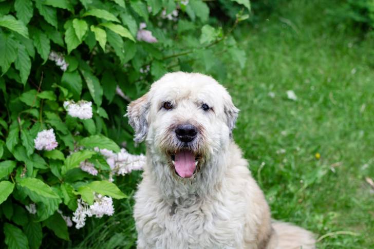 Photo Berger de Russie Méridionale