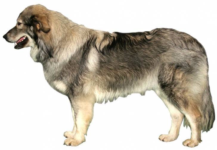 Photo Berger du Karst