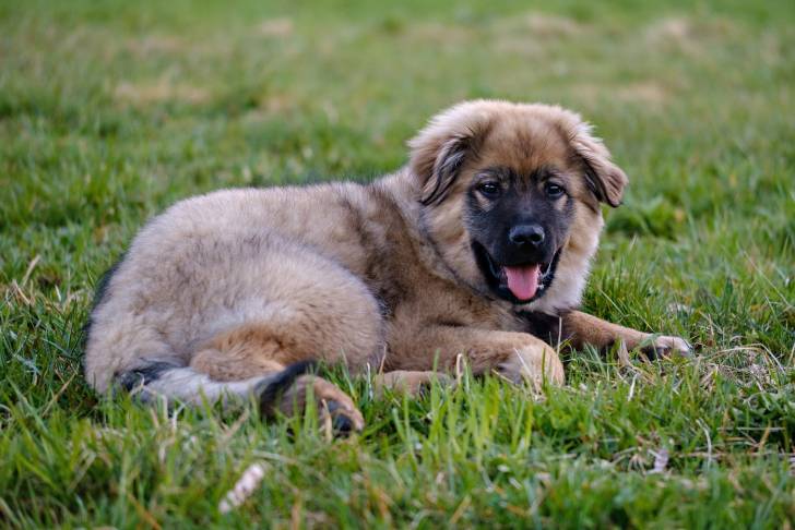 Photo Berger du Karst