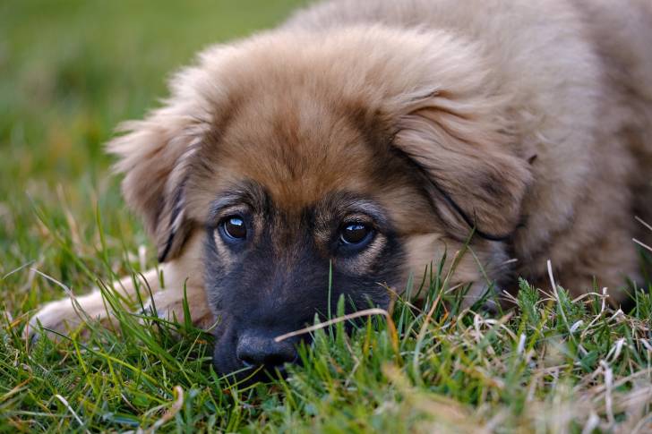 Photo Berger du Karst