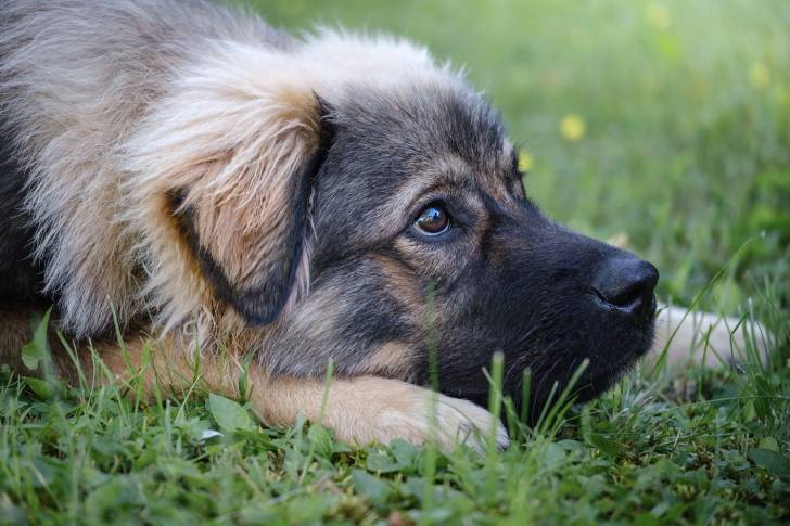 Photo Berger du Karst