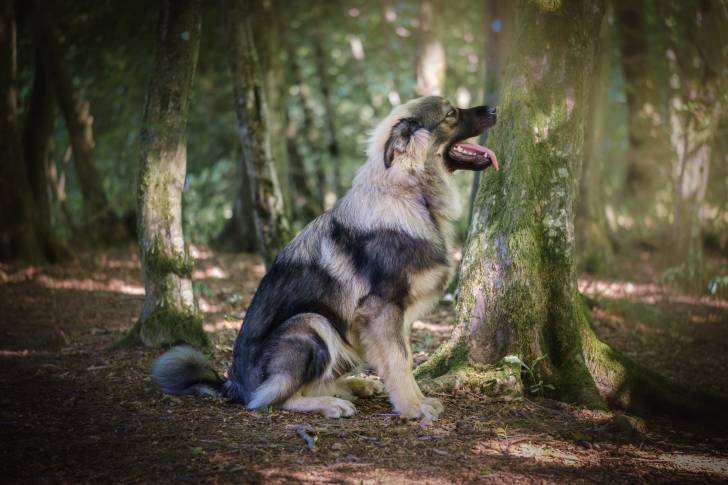 Photo Berger du Karst
