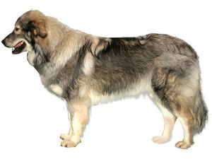 Un Berger du Karst sur fond blanc