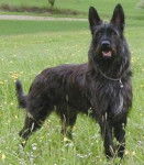 Berger de Picardie - Berger Picard