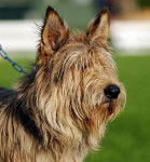 BERGER PICARD VEIG de STEPHIECI - Berger Picard