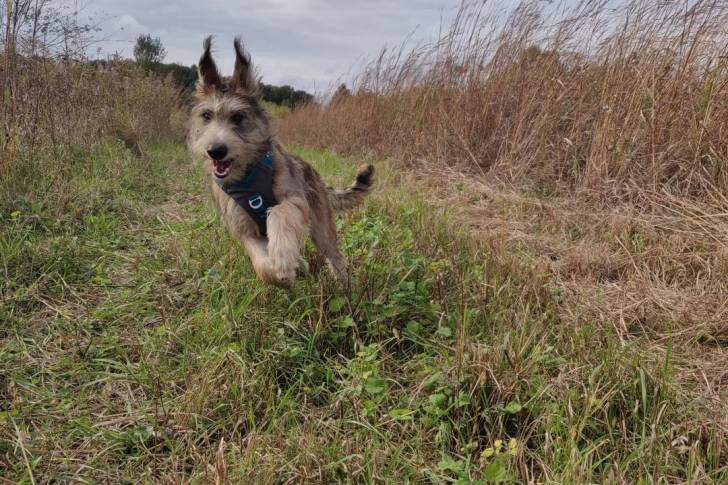 Un Berger Picard courant sur un terrain herbeux et portant un harnais 