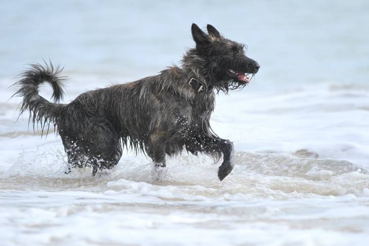 Un Berger Picard court dans l'eau