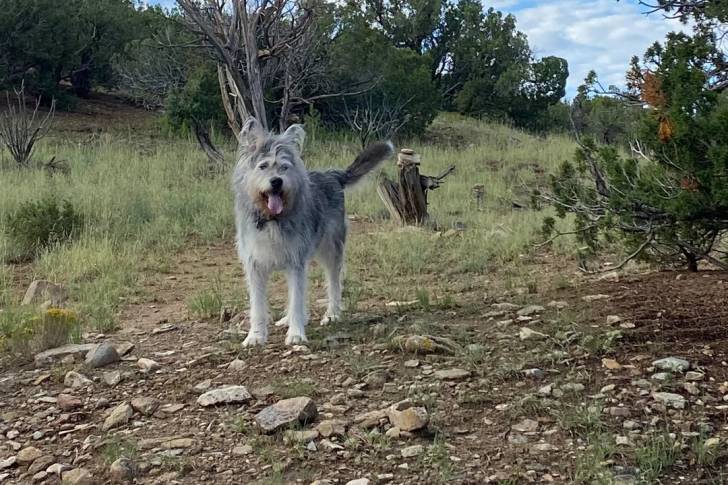 Un Berger Picard ayant la langue pendante et portant un collier autour du cou