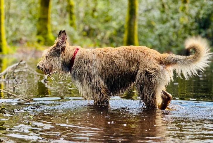 Un Berger Picard marchant dans l'eau et portant un collier autour du cou