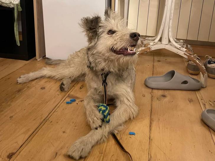 Un Berger Picard allongé sur un plancher et qui est tenu en laisse 