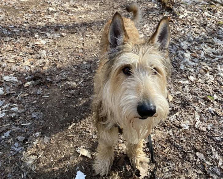Un Berger Picard sur un sol jonchés de feuilles mortes et qui est tenu en laisse 