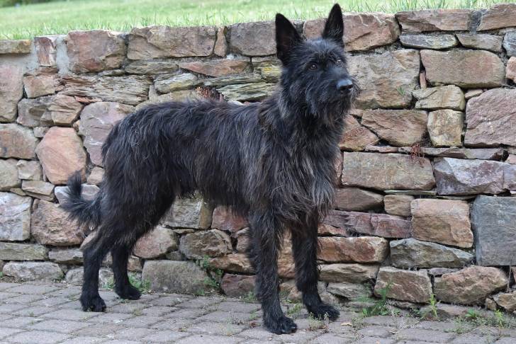 Un Berger Picard sur un sol pavé 