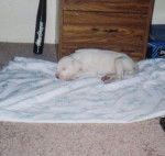 Gotti - Bouledogue Américain Mâle (2 mois)