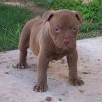 lucas - Bouledogue Américain Mâle (7 mois)