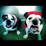 winston =3 - Bouledogue Américain Mâle (1 an)