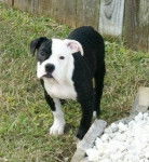 nikita - Bouledogue Américain (Autre)