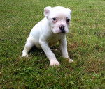 SNOW - Bouledogue Am&eacute;ricain (2 mois)