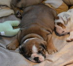 mini puce - Bouledogue Américain (1 an)