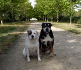 Cyp & Togo - Bouledogue Américain (6 ans)