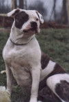 Bouledogue Américain - Bouledogue Américain