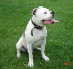 bouledogue americain - Bouledogue Américain