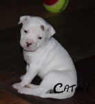 cathy bouledogue americain - Bouledogue Américain