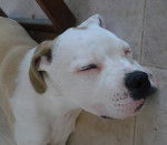 Photo de Bouledogue Américain : Darling - Bouledogue Américain