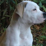 Photo de Bouledogue Américain : Darling - Bouledogue Américain